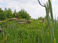 DSC0165  Vallée des singes - Romagne (86) - Mai 2015