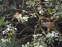 DSC0171  Vallée des singes - Romagne (86) - Mai 2015