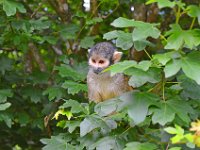 DSC0180  Vallée des singes - Romagne (86) - Mai 2015