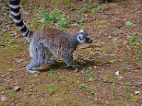 DSC0202  Vallée des singes - Romagne (86) - Mai 2015