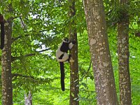 DSC0203  Vallée des singes - Romagne (86) - Mai 2015