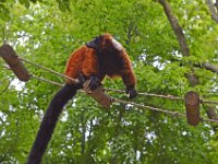 DSC0204  Vallée des singes - Romagne (86) - Mai 2015