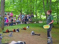 DSC0208  Vallée des singes - Romagne (86) - Mai 2015