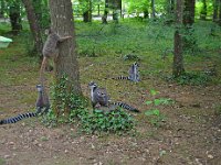 DSC0210  Vallée des singes - Romagne (86) - Mai 2015