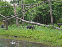 DSC0219  Vallée des singes - Romagne (86) - Mai 2015