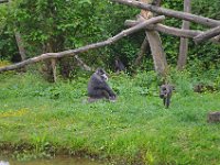 DSC0222  Vallée des singes - Romagne (86) - Mai 2015