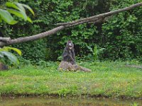 DSC0224  Vallée des singes - Romagne (86) - Mai 2015