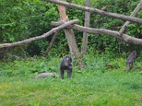 DSC0229  Vallée des singes - Romagne (86) - Mai 2015