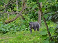 DSC0232  Vallée des singes - Romagne (86) - Mai 2015