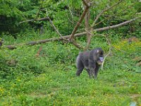 DSC0242  Vallée des singes - Romagne (86) - Mai 2015