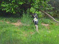 DSC0243  Vallée des singes - Romagne (86) - Mai 2015