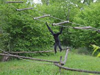 DSC0245  Vallée des singes - Romagne (86) - Mai 2015