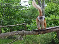 DSC0252  Vallée des singes - Romagne (86) - Mai 2015