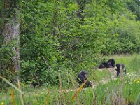 DSC0274  Vallée des singes - Romagne (86) - Mai 2015