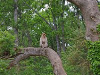 DSC0277  Vallée des singes - Romagne (86) - Mai 2015