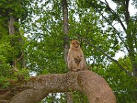 DSC0279  Vallée des singes - Romagne (86) - Mai 2015