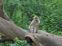 DSC0285  Vallée des singes - Romagne (86) - Mai 2015