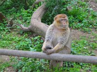 DSC0289  Vallée des singes - Romagne (86) - Mai 2015