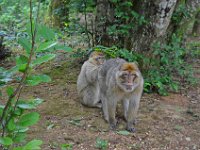 DSC0292  Vallée des singes - Romagne (86) - Mai 2015