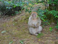 DSC0294  Vallée des singes - Romagne (86) - Mai 2015