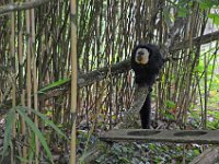 DSC0302  Vallée des singes - Romagne (86) - Mai 2015