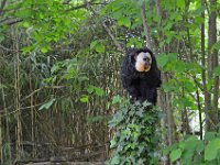 DSC0306  Vallée des singes - Romagne (86) - Mai 2015