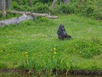 DSC0316  Vallée des singes - Romagne (86) - Mai 2015