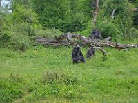 DSC0317  Vallée des singes - Romagne (86) - Mai 2015