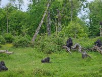 DSC0324  Vallée des singes - Romagne (86) - Mai 2015