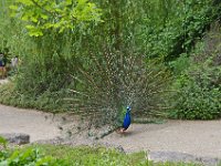 DSC0328  Vallée des singes - Romagne (86) - Mai 2015