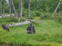 DSC0333  Vallée des singes - Romagne (86) - Mai 2015