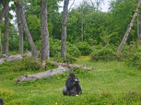 DSC0339  Vallée des singes - Romagne (86) - Mai 2015