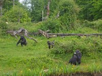 DSC0340  Vallée des singes - Romagne (86) - Mai 2015