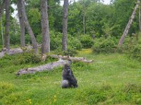 DSC0345  Vallée des singes - Romagne (86) - Mai 2015