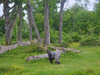 DSC0348  Vallée des singes - Romagne (86) - Mai 2015