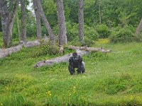 DSC0351  Vallée des singes - Romagne (86) - Mai 2015