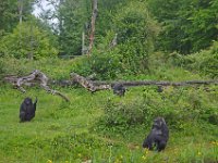 DSC0366  Vallée des singes - Romagne (86) - Mai 2015