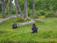 DSC0373  Vallée des singes - Romagne (86) - Mai 2015