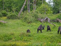 DSC0374  Vallée des singes - Romagne (86) - Mai 2015