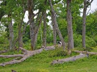 DSC0389  Vallée des singes - Romagne (86) - Mai 2015