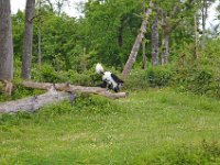 DSC0396  Vallée des singes - Romagne (86) - Mai 2015