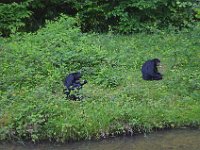 DSC0401  Vallée des singes - Romagne (86) - Mai 2015