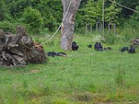 DSC0418  Vallée des singes - Romagne (86) - Mai 2015