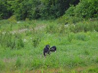 DSC0419  Vallée des singes - Romagne (86) - Mai 2015