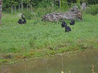 DSC0424  Vallée des singes - Romagne (86) - Mai 2015