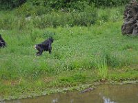 DSC0425  Vallée des singes - Romagne (86) - Mai 2015