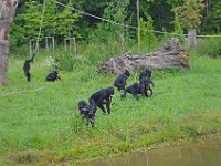 DSC0429  Vallée des singes - Romagne (86) - Mai 2015