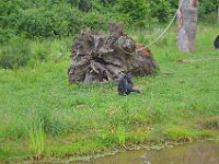 DSC0434  Vallée des singes - Romagne (86) - Mai 2015