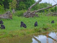 DSC0441  Vallée des singes - Romagne (86) - Mai 2015