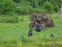 DSC0443  Vallée des singes - Romagne (86) - Mai 2015